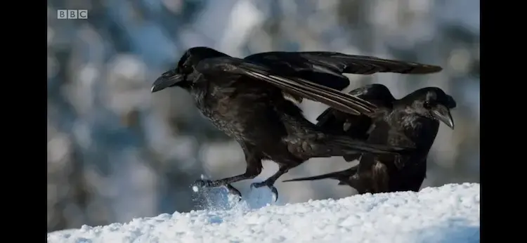 Carrion crow (Corvus corone corone) as shown in Planet Earth II - Mountains